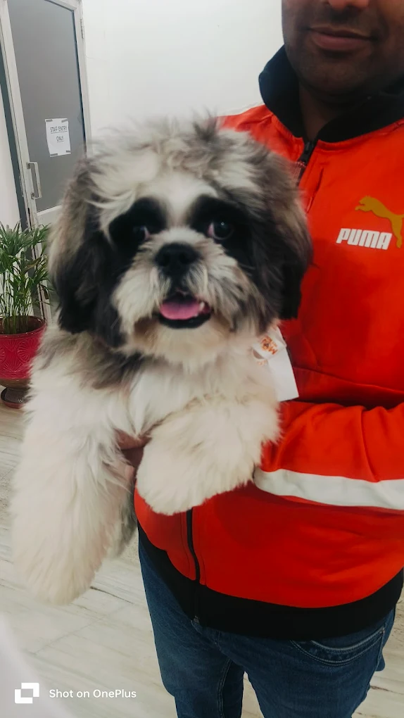 Pet grooming client transformation